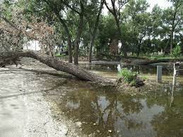 Flood Damaged Trees